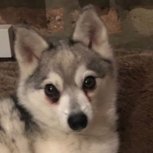 Meet your Posher, Justin